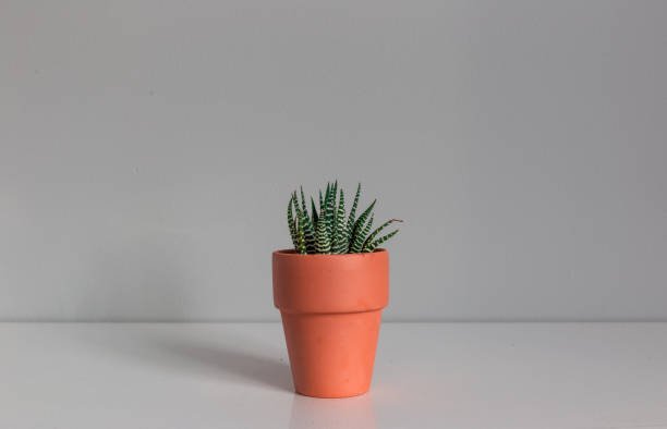 istock Potted Haworthia Succulent Plant Against a Grey Background 1194783042