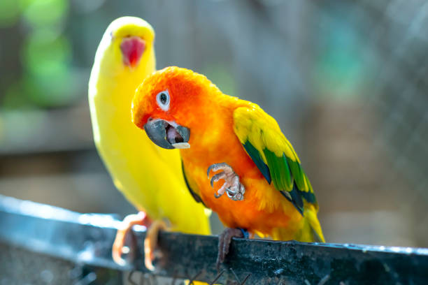 istock Lovebird parrots sitting together. 1194783246