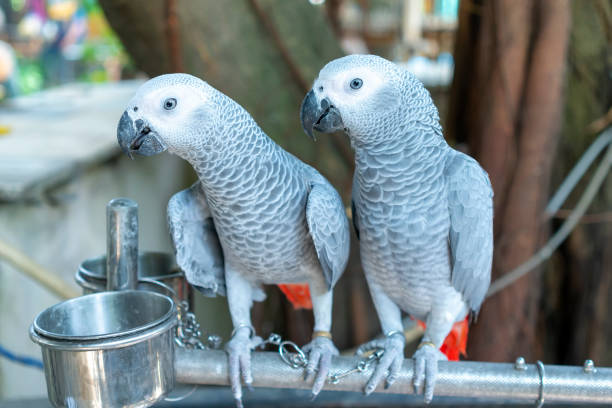 Portrait African grey parrot on a branch. This is a bird that is domesticated and raised in the home as a friend