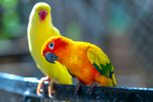 istock Lovebird parrots sitting together. 1194783254