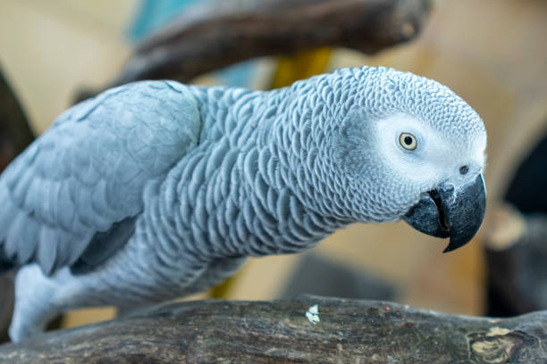 istock Portrait African grey parrot on a branch. 1194783289