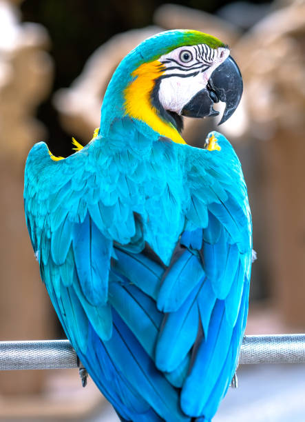 istock Portrait colorful Macaw parrot on a branch. 1194783319