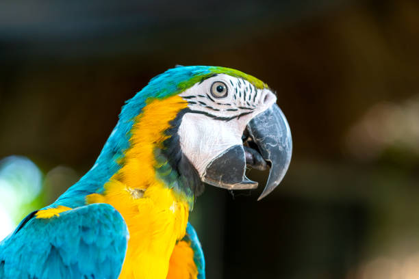 istock Portrait colorful Macaw parrot on a branch. 1194783326