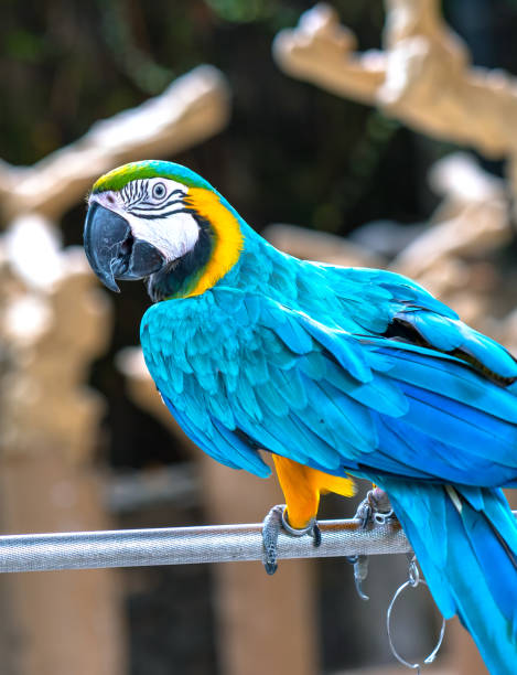 istock Portrait colorful Macaw parrot on a branch. 1194783345