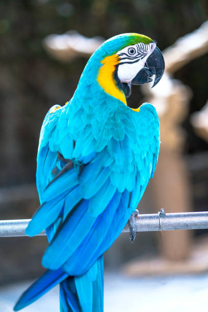 istock Portrait colorful Macaw parrot on a branch. 1194783383