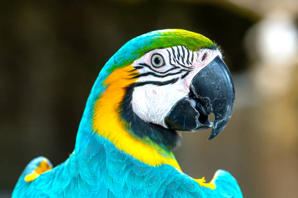 istock Portrait colorful Macaw parrot on a branch. 1194783386