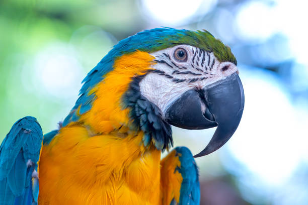 istock Portrait colorful Macaw parrot on a branch. 1194783423