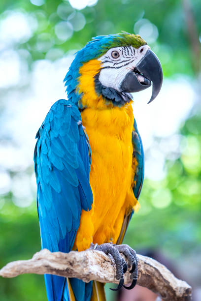 istock Portrait colorful Macaw parrot on a branch. 1194783425