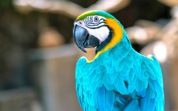 istock Portrait colorful Macaw parrot on a branch. 1194783449