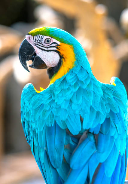 istock Portrait colorful Macaw parrot on a branch. 1194783455