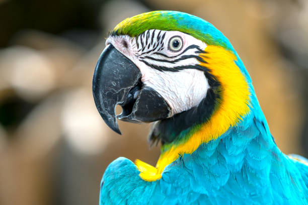 istock Portrait colorful Macaw parrot on a branch. 1194783466