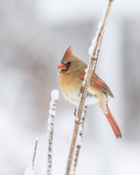 Female Norther Cardinal A femal northern cardinal perching on a twig in winter setting female cardinal bird stock pictures, royalty-free photos & images