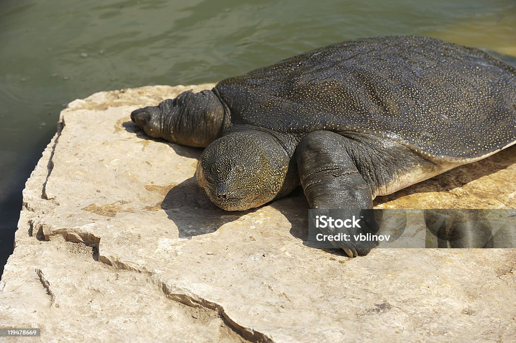 Nile Soft-shelled Turtle (Trionyx triunguis)  Animal Stock Photo