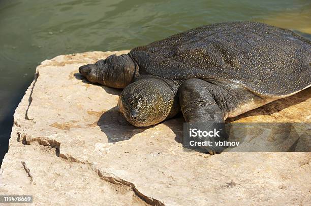 Nile Softshelled Turtle Stock Photo - Download Image Now - Animal, Animal Wildlife, Animals In The Wild