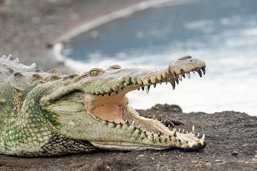 American Crocodile with mouth open at Tarcoles River, Costa Rica