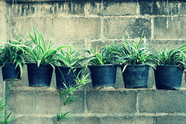 istock Green flower pots hanging at old concrete block wall 1194791340