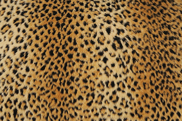pelle di leopardo - 6726 foto e immagini stock