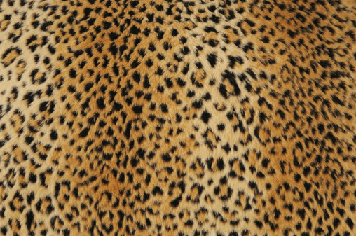 Stock photo showing close-up view of a knitted jumper with animal print design of Leopard (Panthera pardus) markings. In nature the rosettes of leopards are believed to help break up their outline and shape, working in the same way as camouflage and confusing potential prey.
