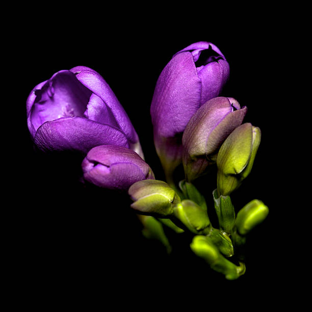 single violet freesia isolated on black stock photo