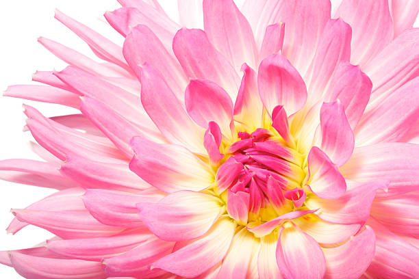 pink dahlia closeup isolated on white stock photo