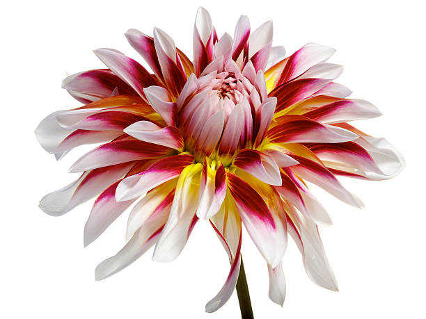 single white with red and yellow dahlia stock photo