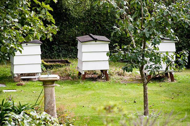 istock Three Traditional White Wooden Bee hives 119479349