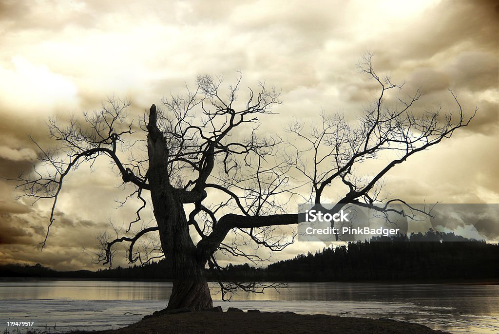 Silhouette der Kahler Baum - Lizenzfrei Abgestorbene Pflanze Stock-Foto