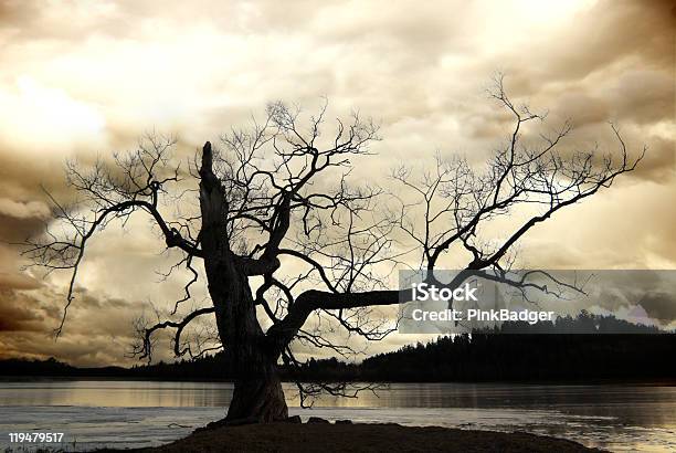 실루엣 겨울나무 0명에 대한 스톡 사진 및 기타 이미지 - 0명, 갈색, 강