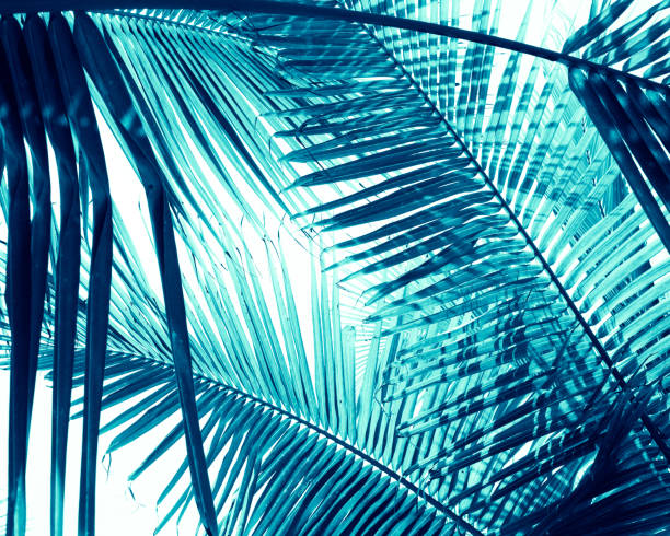 istock Palm leaves against the sky. Background toned 1194795484