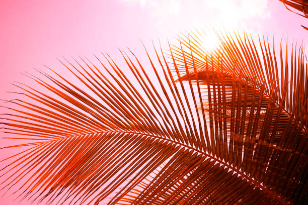 istock Palm leaves against the sky. Background toned 1194795496