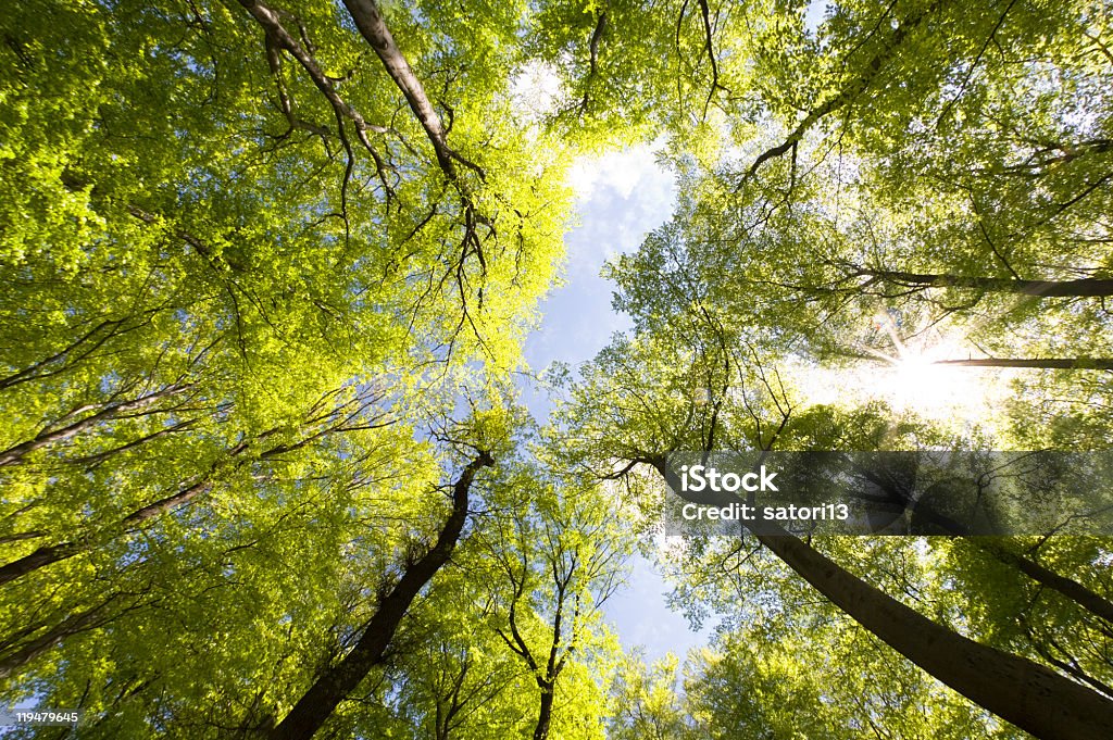 Bosque de Beech - Foto de stock de Vista ascendente libre de derechos