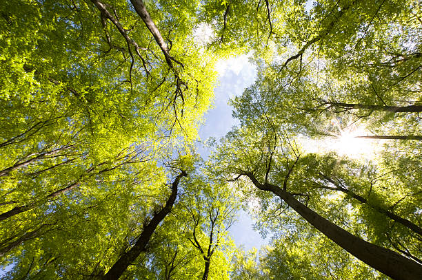 Beech forest and blue clear sky bottom view stock photo