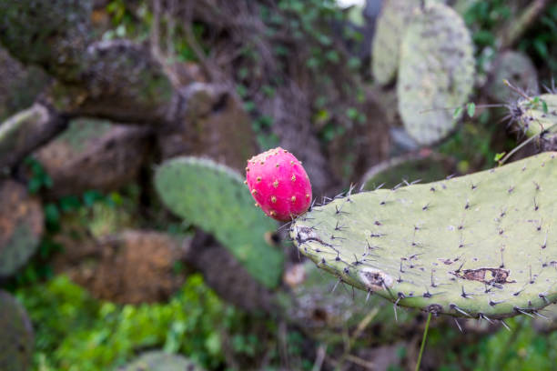 cactus con frutti maturi alle rovine delle piramidi mesoamericane architettonicamente significative e praterie verdi situate a teotihuacan, un'antica città mesoamericana situata in una sottovalle della valle del messico - prickly pear pad foto e immagini stock