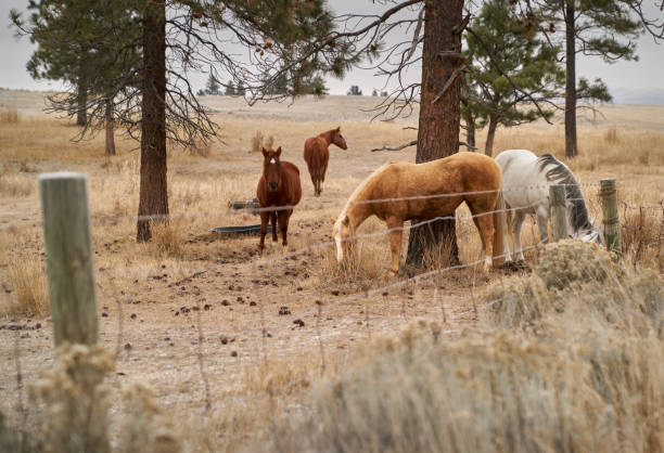istock Nicola Valley Horses 1194797844