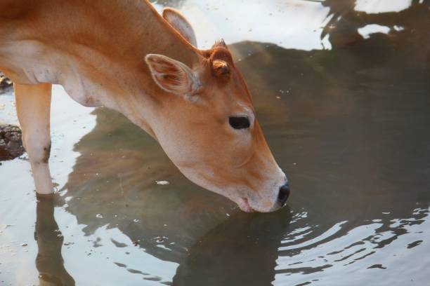 istock Domestic Cattle drinking water from river in hot summer 1194798893