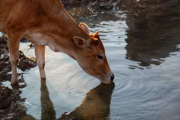 istock Domestic Cattle drinking water from river in hot summer In india 1194798902