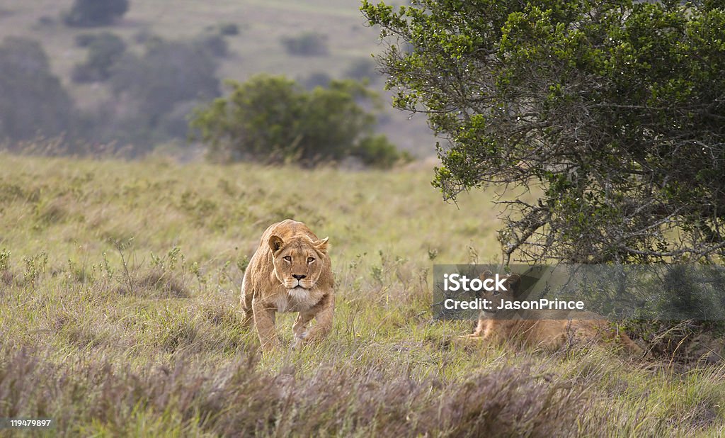 Lionne Traquer - Photo de Lion libre de droits