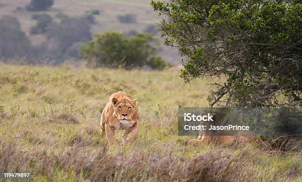 Photo libre de droit de Lionne Traquer banque d'images et plus d'images libres de droit de Lion - Lion, Traquer, Animal femelle