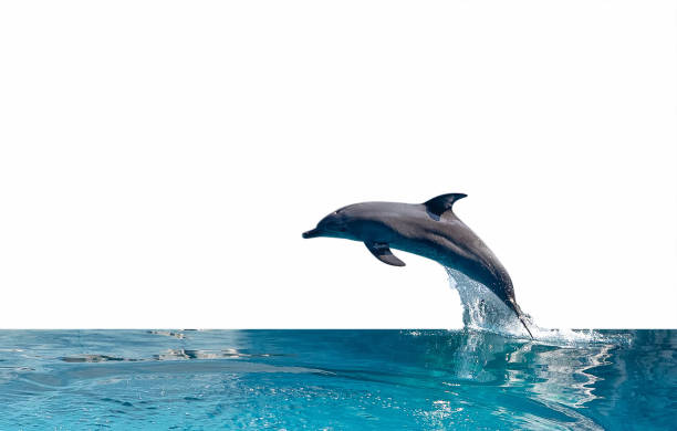 de cerca dolphin está saltando en la superficie del agua aislada sobre fondo blanco con trazado de recorte - delfín fotografías e imágenes de stock