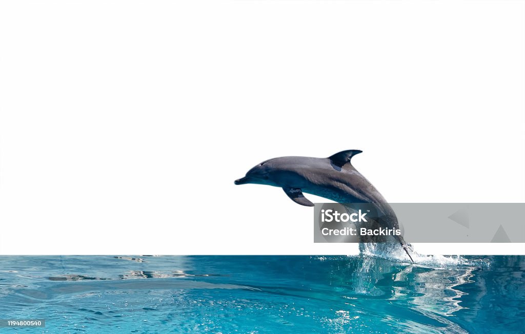 Close up Dolphin is Jumping on The Water Surface Isolated on White Background with Clipping Path Closeup Dolphin is Jumping on The Water Surface Isolated on White Background with Clipping Path Dolphin Stock Photo