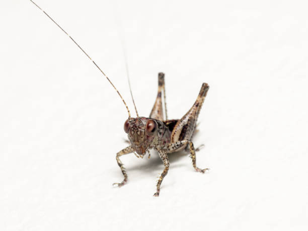 istock Macro Photo of Cricket Isolated on White Background 1194800541