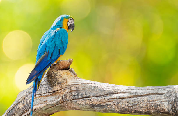 istock Close up Blue and Gold Macaw Perched on Branch Isolated on Background with Copy Space 1194800545