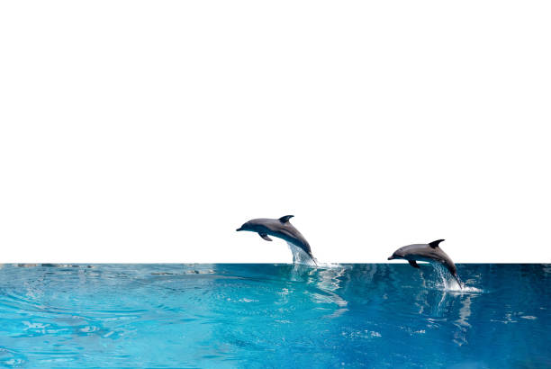 istock Close up Two Dolphins are Jumping on The Water Surface Isolated on White Background with Clipping Path 1194800548