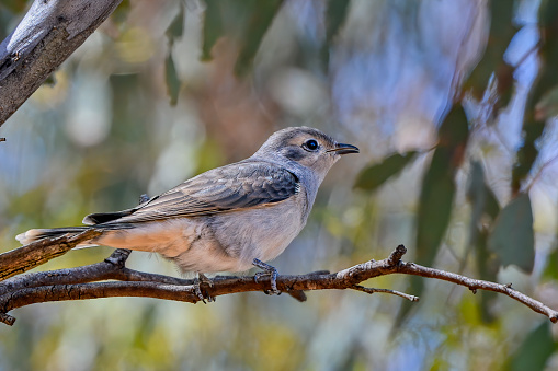 Juvenile Chrysococcyx osculans perched on a branch