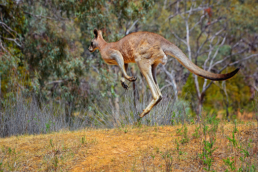 Muscular male red kangaroo jumping away