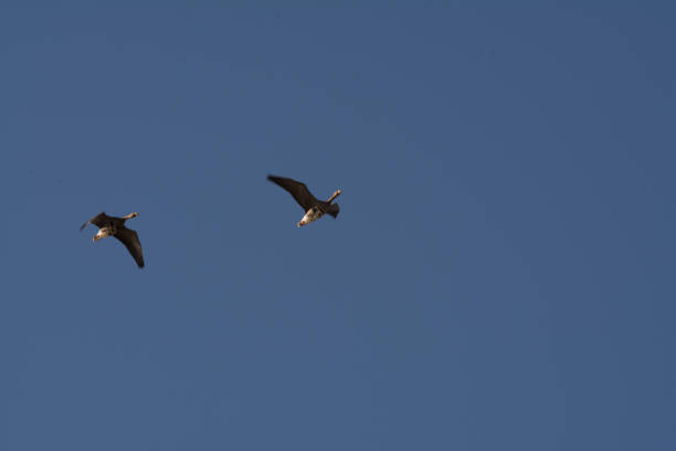 istock specklebelly geese flying with blue sky 1194802171