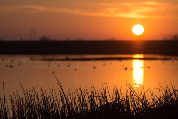 sunset over wetlands reeds