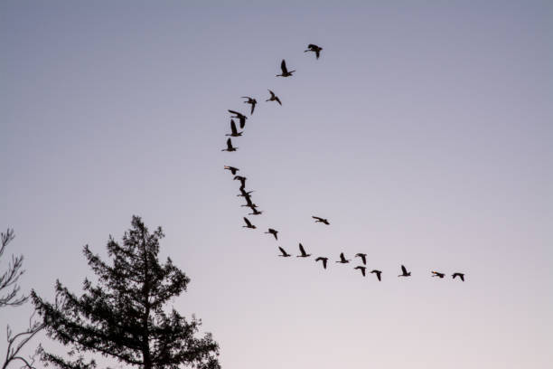 istock geese flying in V formation migration 1194802211