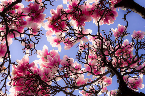 closeup de uma árvore de magnólia com o sol que brilha através das flores na primavera. retrato floral bonito do fundo com botões magníficos de magnólia da abertura. - spring magnolia flower sky - fotografias e filmes do acervo