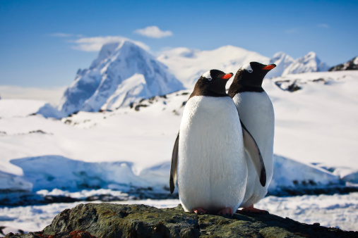 Two penguins dreaming sitting on a rock, mountains in the background